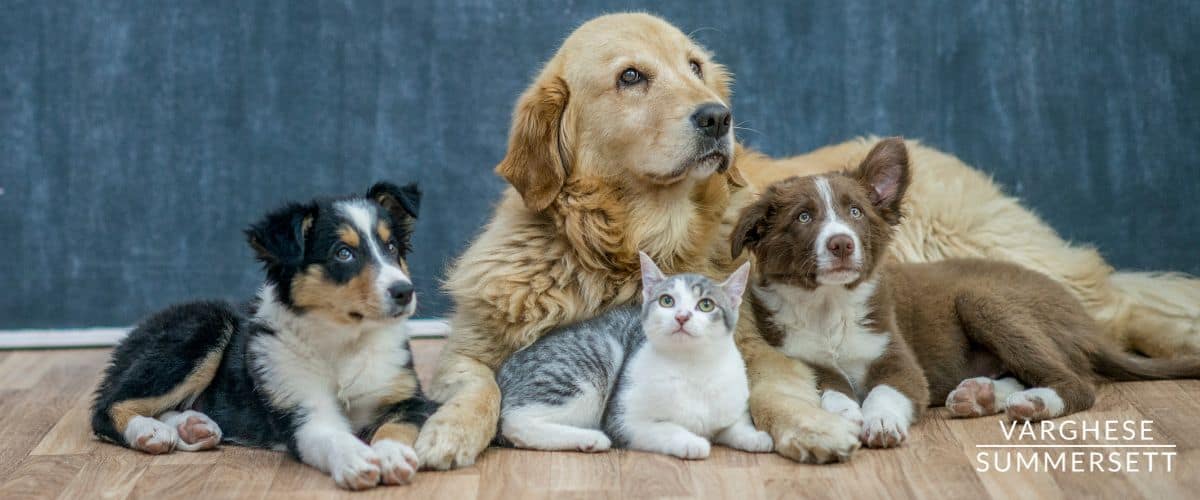 limitation on owning pets after animal cruelty conviction