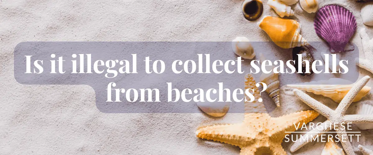 seashell from beaches