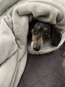 Is It Illegal To Leave Your Pet Outside