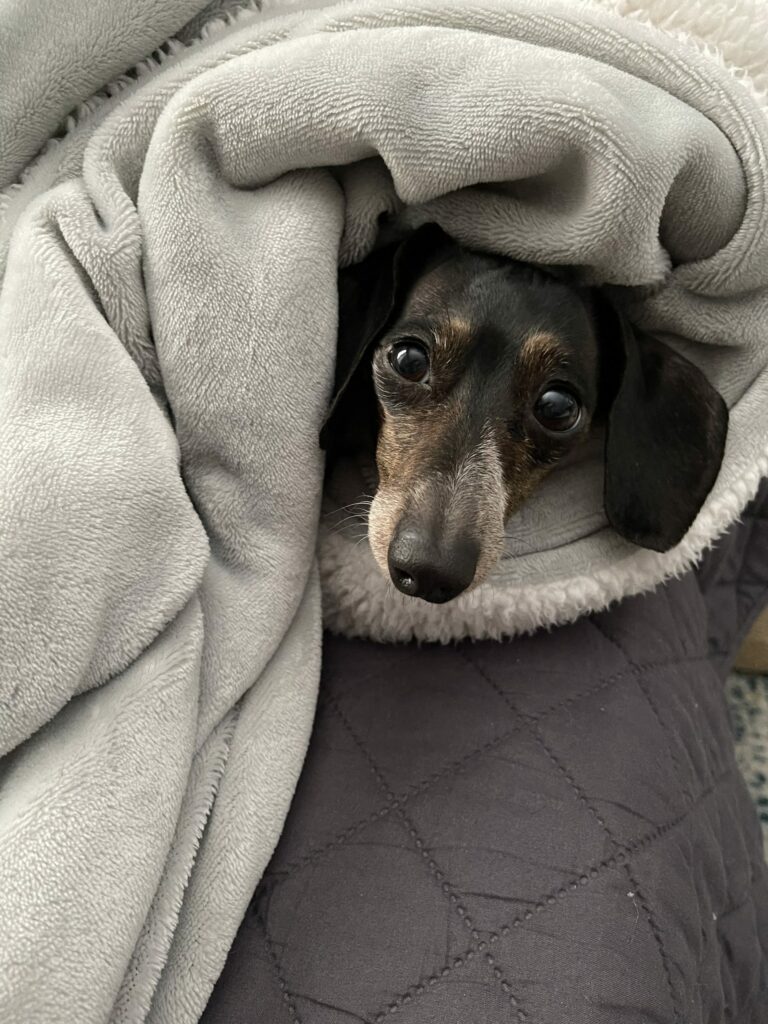 Is It Illegal To Leave Your Pet Outside