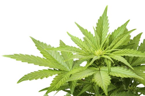 Marijuana