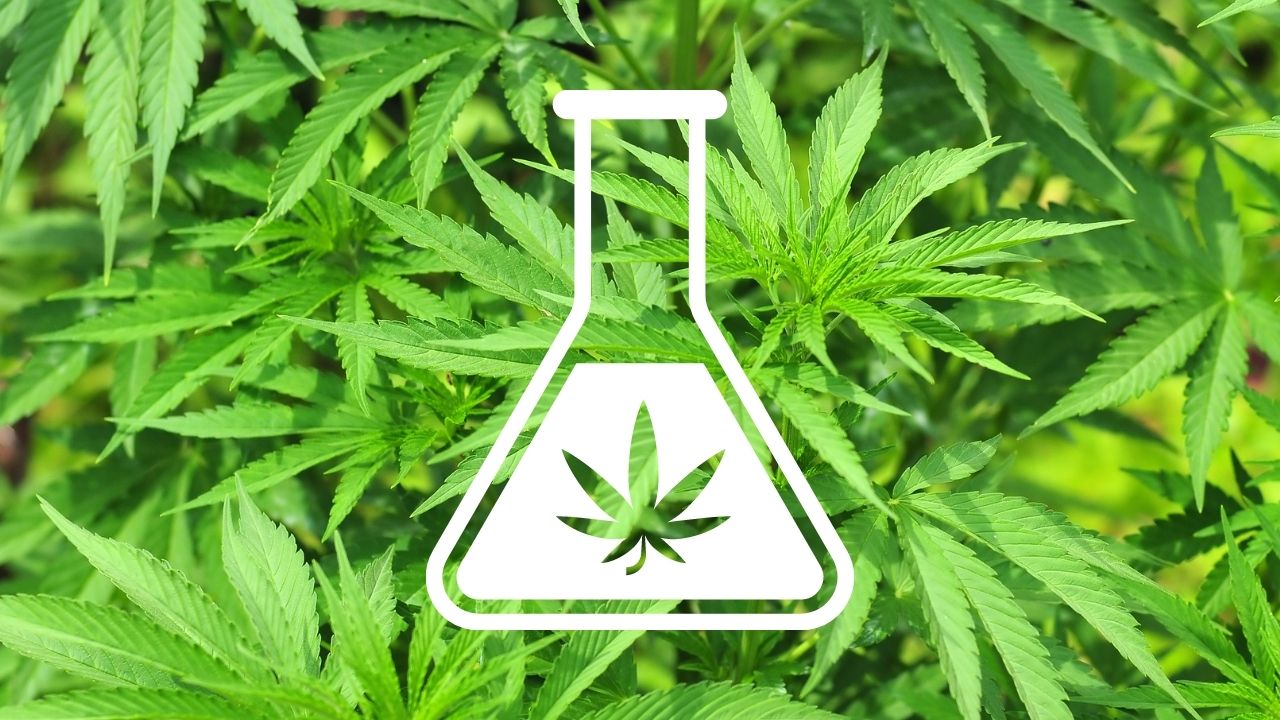 is delta-8 thc legal in Texas? is delta-8 thc legal in Texas?