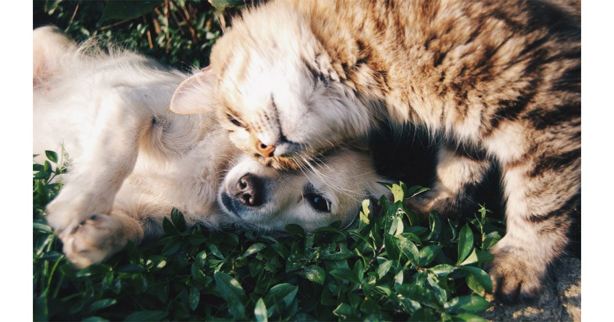 cats and dogs in divorce