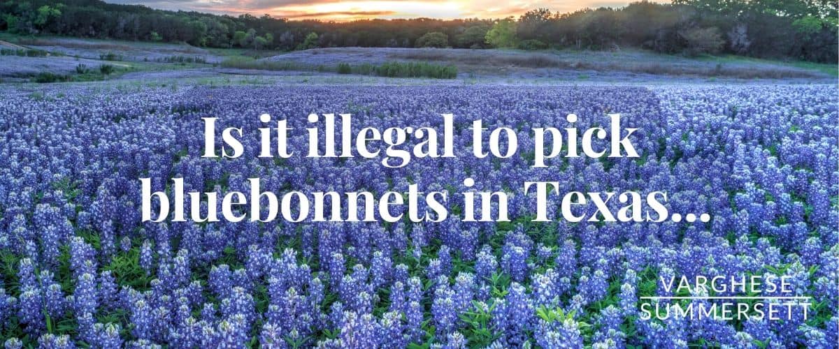 is it illegal to pick bluebonnets in Texas is it illegal to pick bluebonnets in Texas
