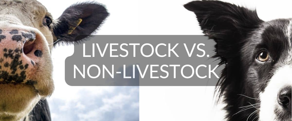 texas animal cruelty differentiates between livestock and nonlivestock