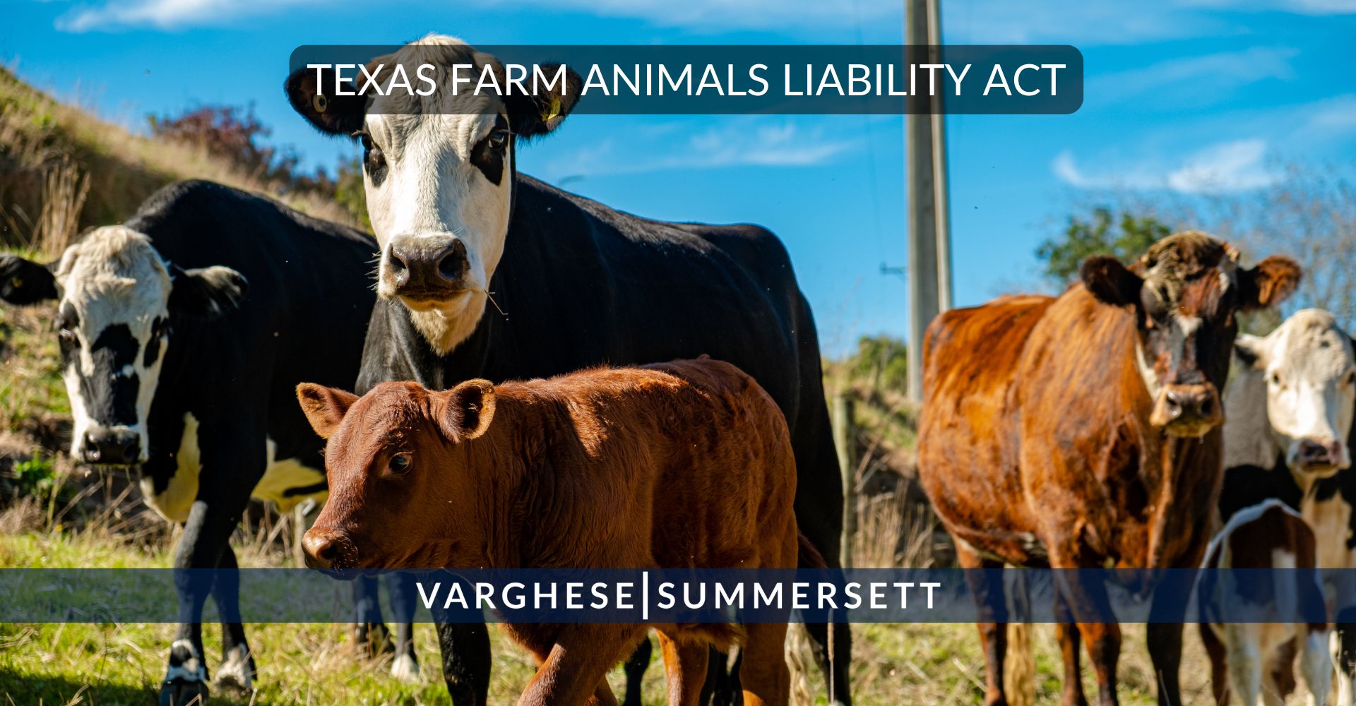 texas farm animals liability act