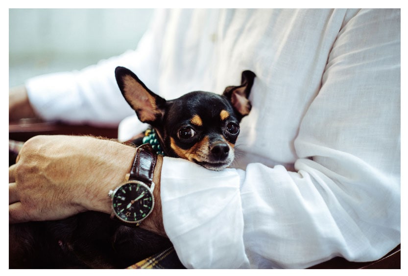 who gets the dog in the divorce